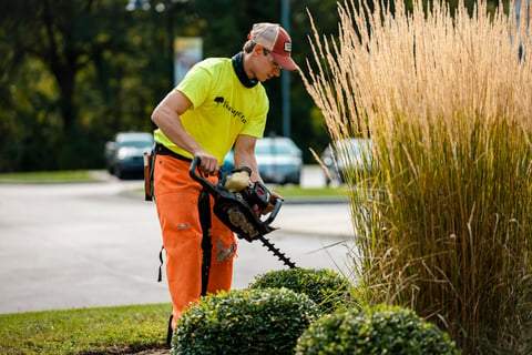 Commercial Landscaping Crew Maintenance Hedge Trimmer Boxwood Trimming Grasses Maintenance