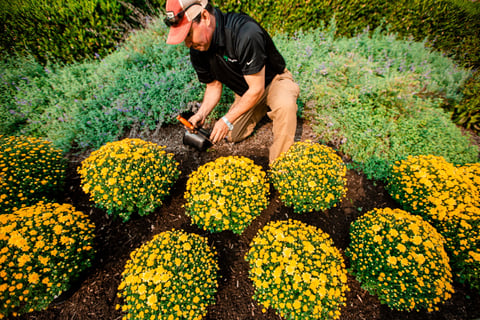 Commercial Landscaping Crew Planting Mums Annuals